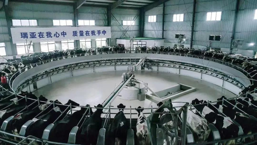 花花牛丨國家奶牛產業(yè)技術體系首席科學家、中國農業(yè)大學教授李勝利一行蒞臨花花牛魯山瑞亞參觀調研