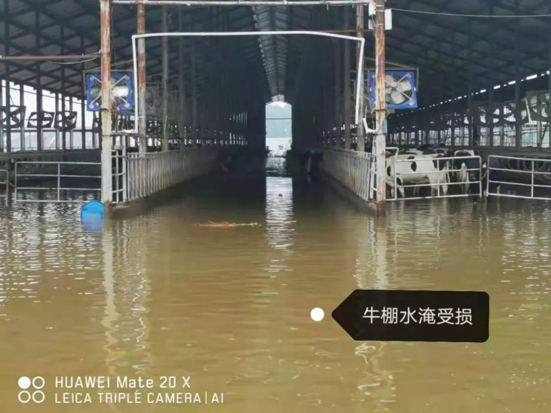 【乳報(bào)·聚焦】“豫”難而上的中原牛人“太中了”！
